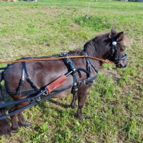 Mini cheval/cheval américain