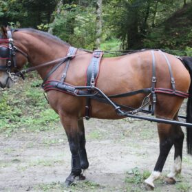 Bricole à un cheval en biothane