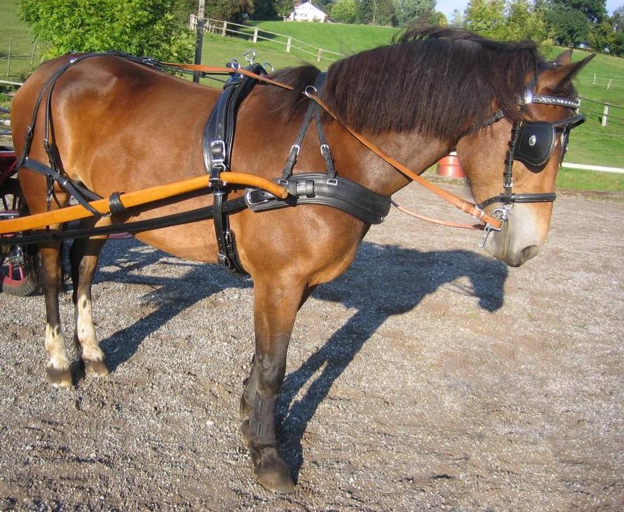 bricole-poitrail-un-cheval-poitrail-en-forme-e-muller-equipement