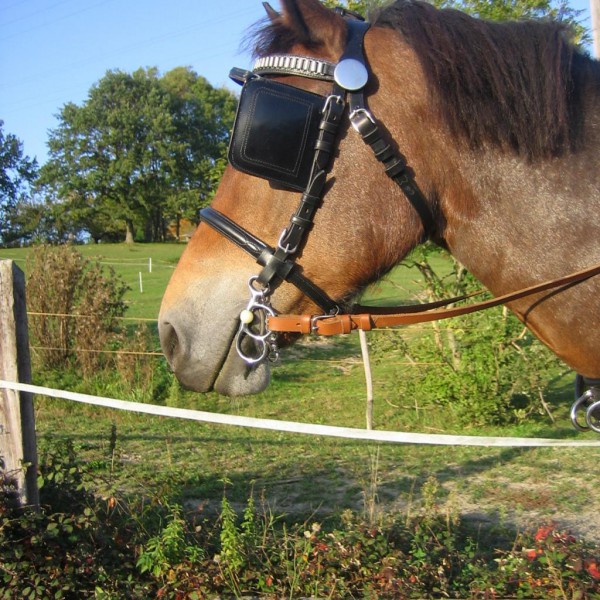 Bride élastique pour équitation professionnelle, i... – Grandado
