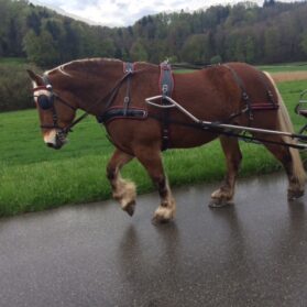 Bricole à un cheval/Comtois en Biothane